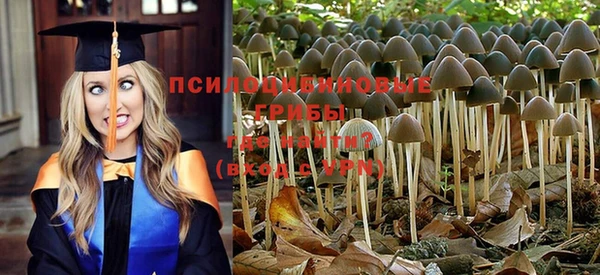 сатива Аркадак
