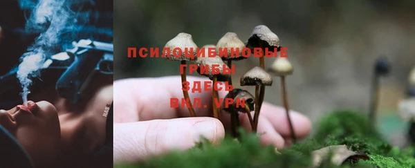 прущие грибы Армянск